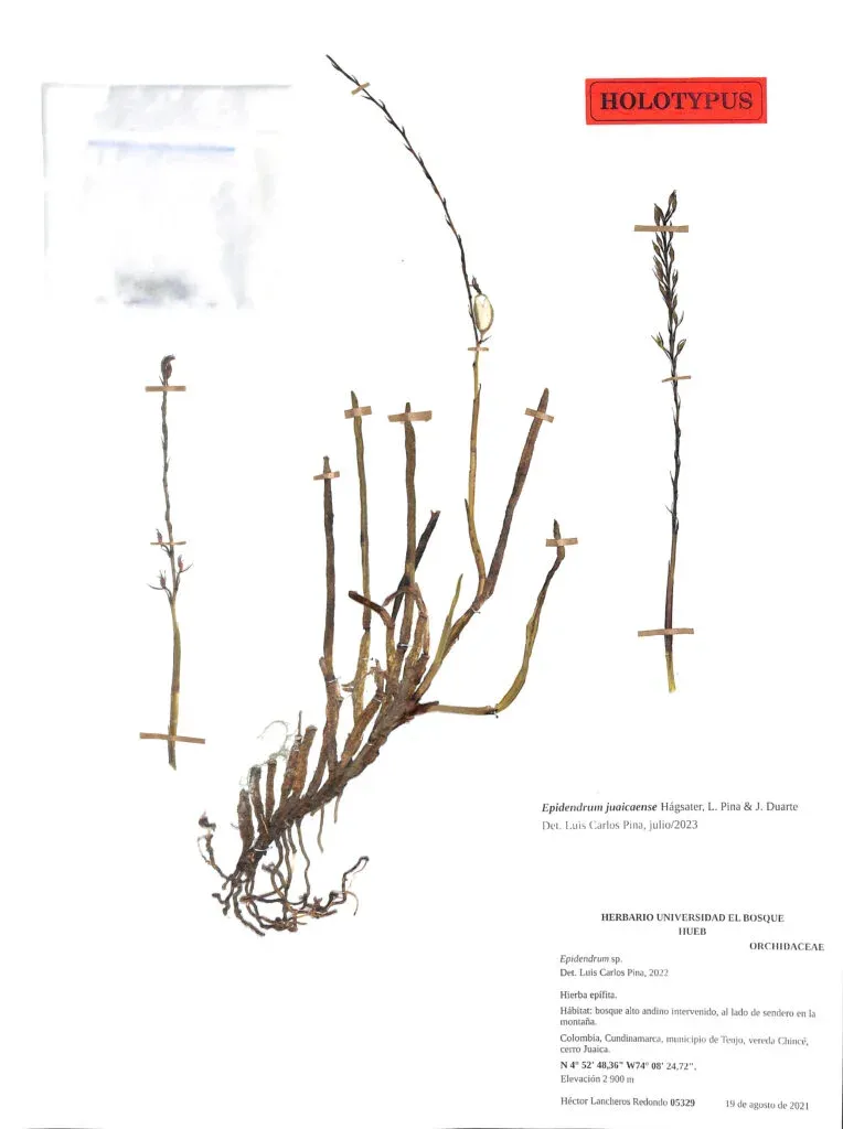 Epidendrum-juaicaense
